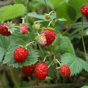 FRAGOLINE DI BOSCO NR.100 SEMI