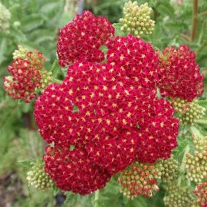 ACHILLEA ROSSA NR.100 SEMI