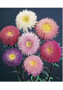 ASTER SUPER PRINCIPESSA MISCUGLIO GR.5