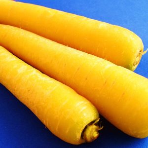 CAROTA GIALLA NR.300 SEMI