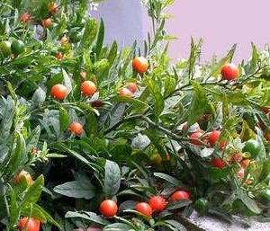 SOLANUM JUBILEE GR.5