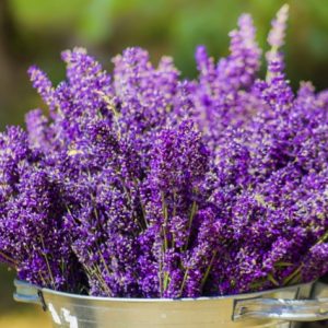 LAVANDA OFFICINALIS GR.10