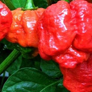 PEPERONCINO TRINIDAD SCORPION NR.10 SEMI
