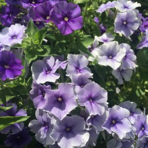 PHLOX DRUMMONDI BLU NR.250 SEMI