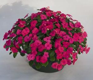 IMPATIENS LOLLIPOP ROSA NR.1000 SEMI