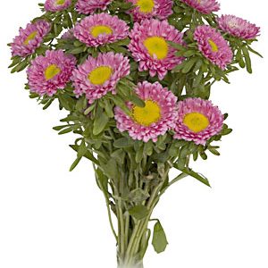 ASTER SOL LEVANTE ROSA NR.300 SEMI