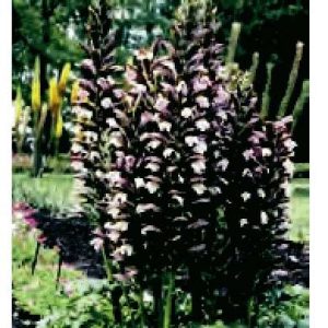 ACANTHUS MOLLIS 3 semi