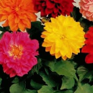 DAHLIA FIGARO MISCUGLIO 500 SEMI
