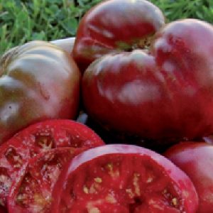 POMODORO NERO BLACK KRIM NR.25 SEMI