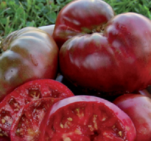 POMODORO NERO BLACK KRIM NR.25 SEMI