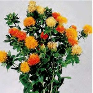 CARTHAMUS TINCTORIUS GIALLO NR.25 SEMI