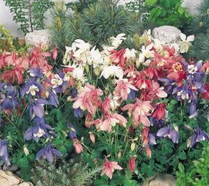 AQUILEGIA SPRING MAGIC MISCUGLIO NR.1000 SEMI
