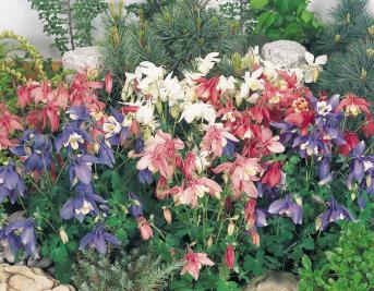 AQUILEGIA SPRING MAGIC MISCUGLIO NR.1000 SEMI