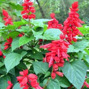 SALVIA SPLENDENS NANA RAKETE GR.10