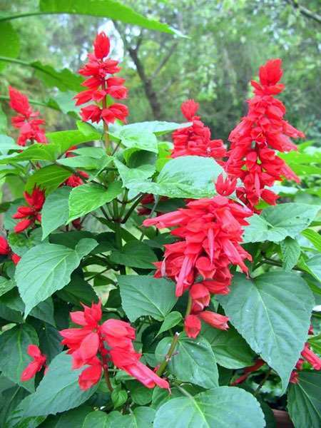 SALVIA SPLENDENS NANA RAKETE GR.10