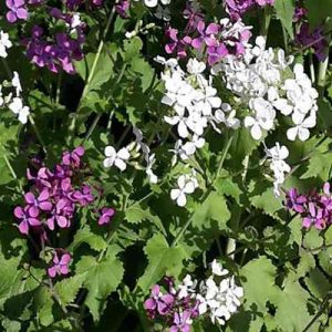 LUNARIA MISCUGLIO NR.50 SEMI - PIANTA DEI SOLDI