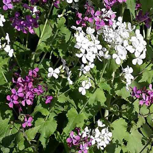 LUNARIA MISCUGLIO NR.50 SEMI - PIANTA DEI SOLDI