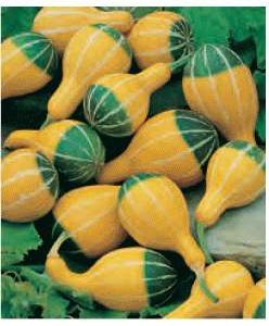ZUCCA BIRILLO NR.50 SEMI