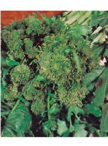 BROCCOLETTO DI MARZO TARDIVO GR.50