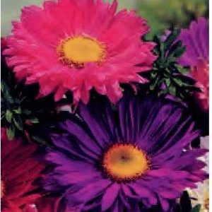 ASTER SEMPLICE MADELEINE MISCUGLIO NR.300 SEMI