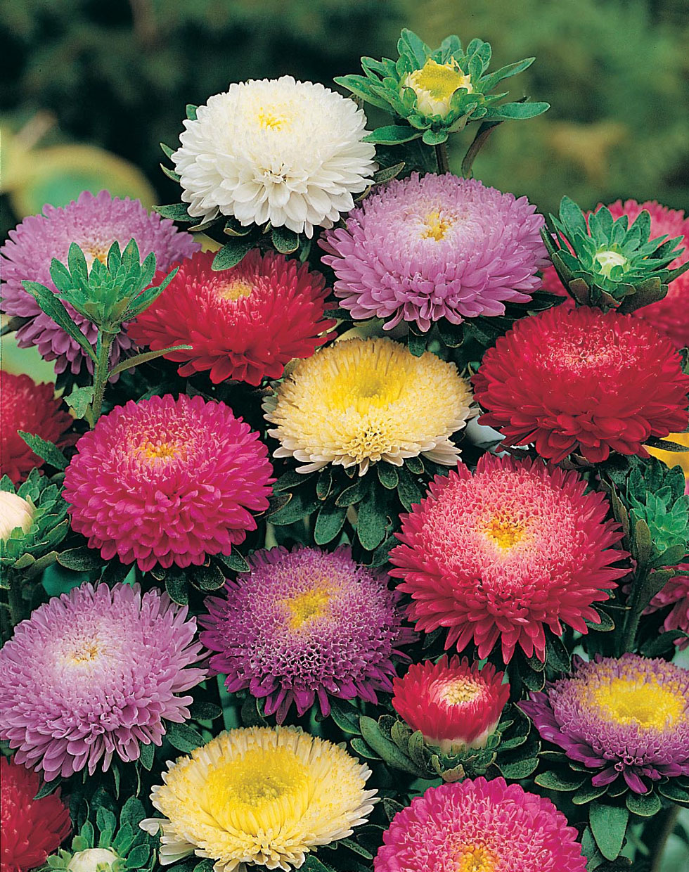 ASTER RUBINO MISCUGLIO GR.10