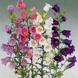 CAMPANULA MEDIUM MISCUGLIO GR.5