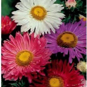ASTER SEMPLICE A FIOR DI GERBERA MISCUGLIO NR.300 SEMI