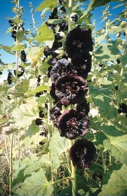 ALCEA COLOR CIOCCOLATO GR.10