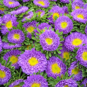 ASTER SOL LEVANTE BLU CHIARO NR.300 SEMI