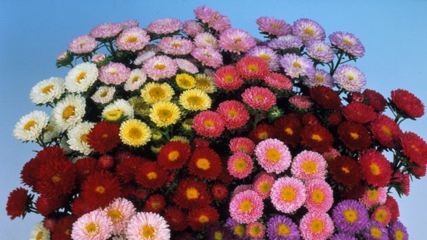 ASTER SOL LEVANTE MISCUGLIO GR.5