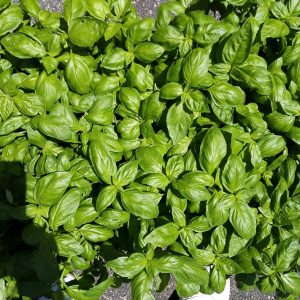 BASILICO IT.CLASS HYBRID.SEL.BAHARI ESENTE PERONOSPORA NR.1000 SEMI