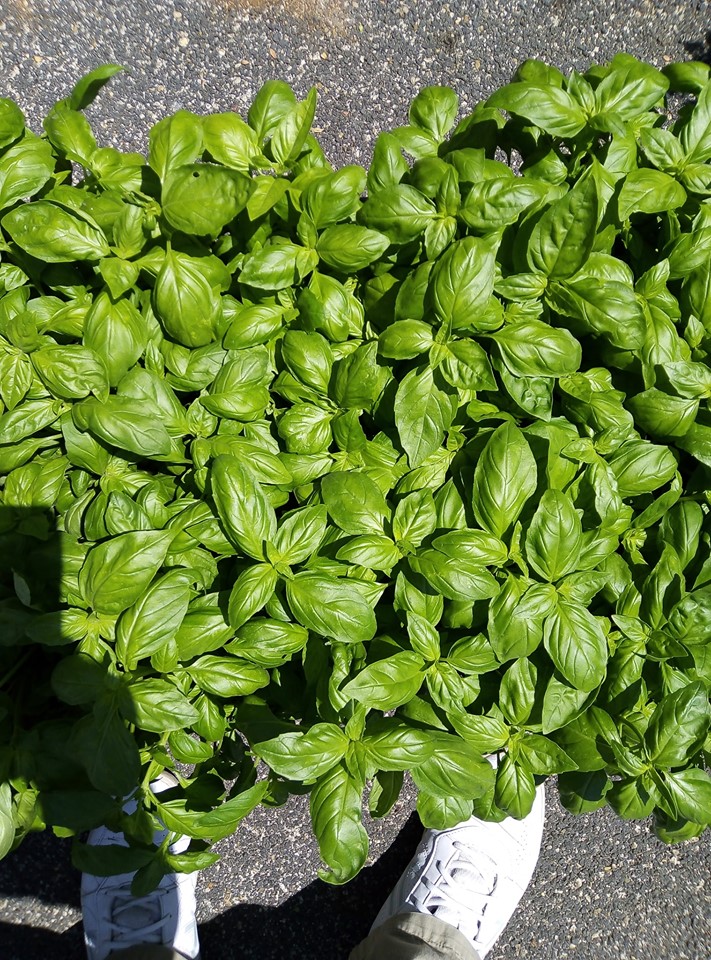 BASILICO IT.CLASS HYBRID.SEL.BAHARI ESENTE PERONOSPORA NR.1000 SEMI