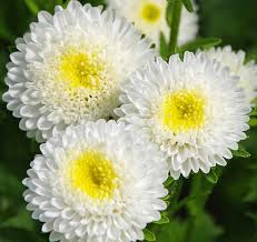 ASTER SOL LEVANTE BIANCO NR.300 SEMI