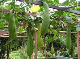ZUCCHETTE LUFFA GR.25