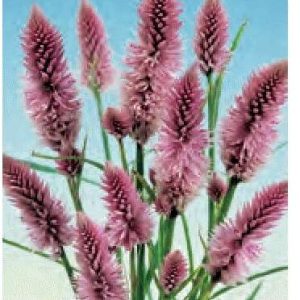 CELOSIA SPICATA FLAMINGO ROSA DELICATO NR.200 SEMI