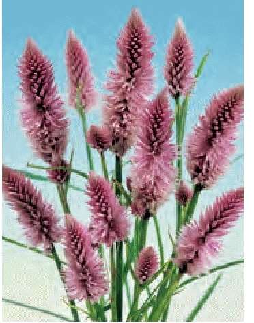 CELOSIA SPICATA FLAMINGO ROSA DELICATO NR.200 SEMI