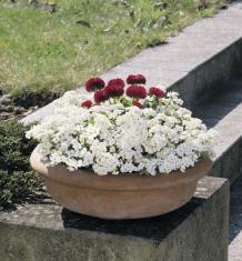 ARABIS CAUCASICA SNOWFIX NR.1000