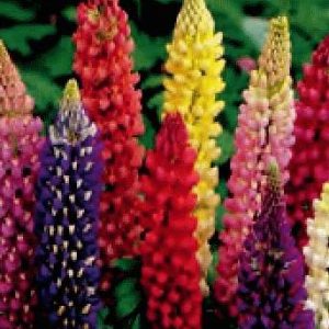 LUPINUS RUSSEL MISCUGLIO GR.50