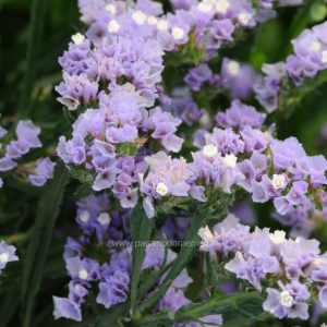 STATICE PACIFIC LAVANDA GR.25
