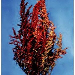 ATRIPLEX FOGLIE ROSSE NR.300 SEMI