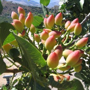 PIANTA DEL PISTACCHIO NR.3 SEMI