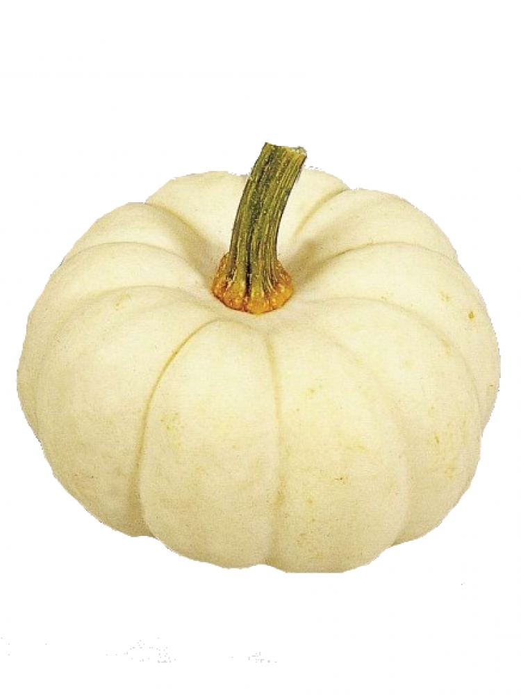 ZUCCA BABY BOO GR.10