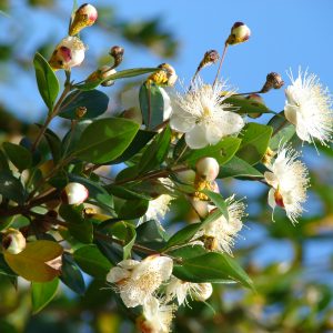 MIRTO - MYRTUS COMMUNIS NR.10 SEMI