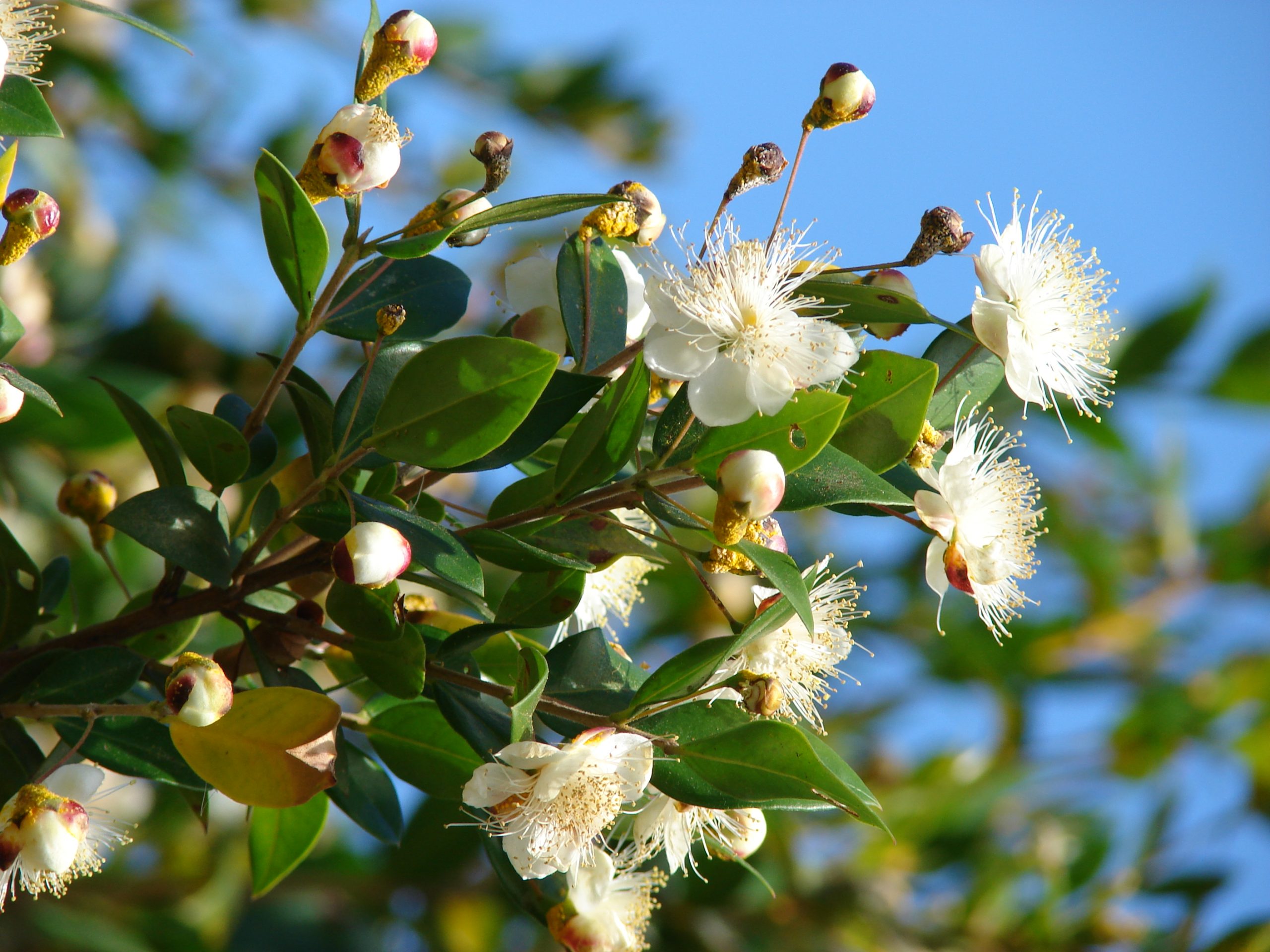MIRTO - MYRTUS COMMUNIS NR.10 SEMI