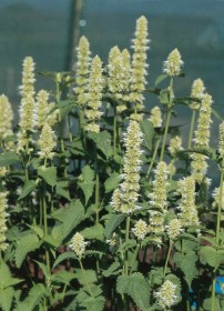 AGASTACHE LIQUIRIZIA BIANCO GR.5