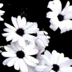 OSTEOSPERMUM ECKLONIS BIANCO NR.25 SEMI