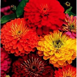 ZINNIA FIOR DI DAHLIA MISCUGLIO GR.25