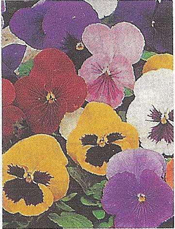 VIOLA DEL PENSIERO GIGANTE SVIZZERA ROSSO VINO GR.5