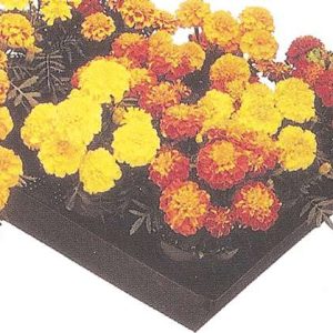 TAGETES HERO GOLD 1000 SEMI