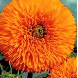 GIRASOLE SOLE D'ORO GR.25